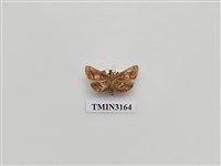 藏品(螟蛾372)的圖片